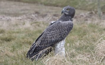 Боевой орел — хищный «воришка»