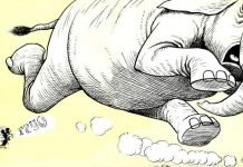 Слоны боятся мышей — правда ли это?