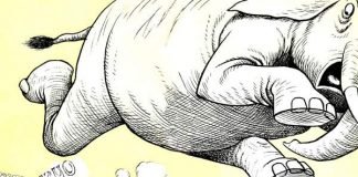 Слоны боятся мышей — правда ли это?