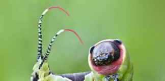 Большая гарпия – что за существо?