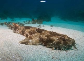 Бородатый воббегонг — непревзойденный мастер маскировок