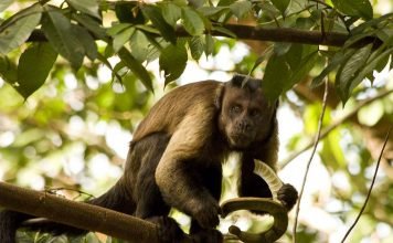 Бурый черноголовый или хохлатый капуцин, он же фавн