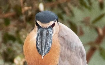 Челноклюв — что еще за птица?