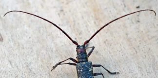 Черные жуки усачи – опасные вредители хвои