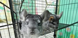 Что такое контактный зоопарк?