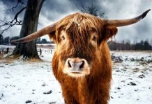 Действительно ли быки ненавидят красный цвет?