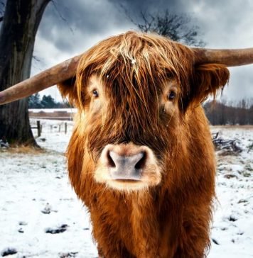 Действительно ли быки ненавидят красный цвет?