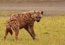 Действительно ли гиены являются падальщиками?