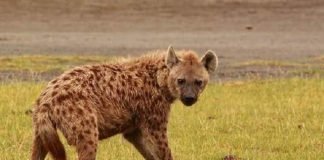 Действительно ли гиены являются падальщиками?