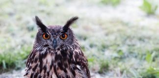 Действительно ли совы слепы днем?