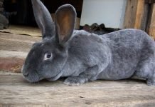 Декоративные кролики: породы и особенности содержания