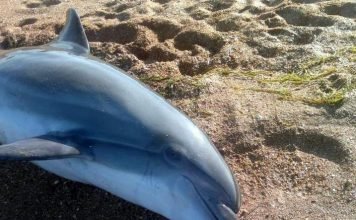 В Бразилии отдыхающие спасли выброшенного на берег дельфина