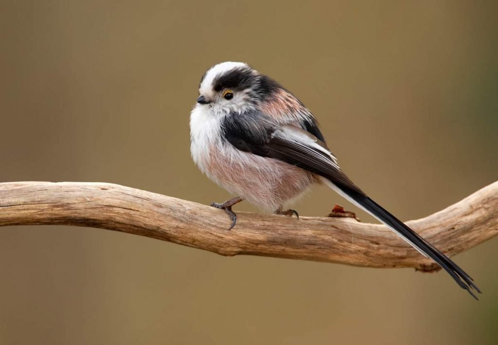 Длиннохвостая синица (Aegithalos caudatus).