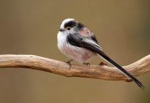 Длиннохвостая синица или, кого называют аполлоновкой?