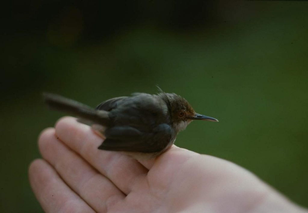 Длинноклювая портниха (Аrtisornis moreaui).