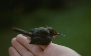 Длинноклювая портниха — птица-модница