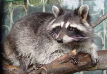 Енот-гурман поселился на окраине Сан-Франциско