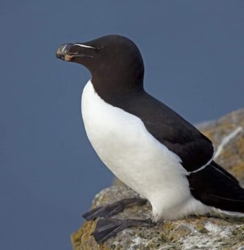 Гагарки — завсегдатаи птичьих базаров