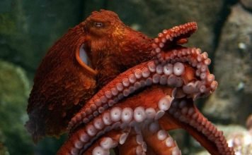 Гигантский осьминог — интеллектуал среди головоногих