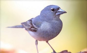 Голубой зяблик — крохотный певчий вьюрок
