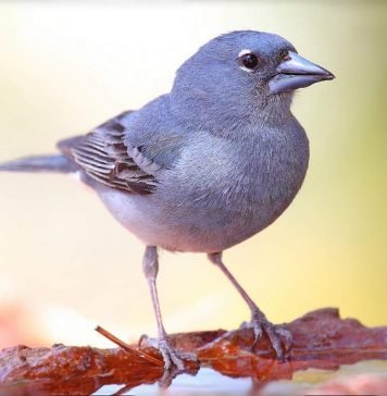 Голубой зяблик — крохотный певчий вьюрок