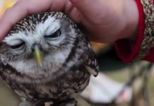 Хищные птицы в неволе