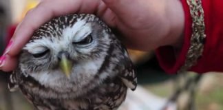 Хищные птицы в неволе