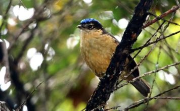 Ифрита ковальди – ядовитая птица