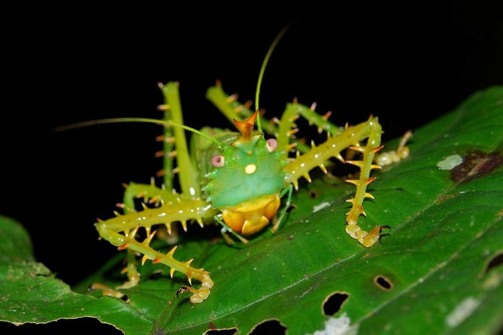 Иглистый дьявол (Panacanthus cuspidatus).