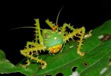 Иглистый дьявол: легко ли быть колючим кузнечиком?