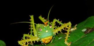 Иглистый дьявол: легко ли быть колючим кузнечиком?