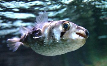 Ядовитая рыба-еж