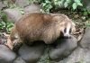 Японский барсук – самый маленький среди собратьев
