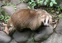Японский барсук – самый маленький среди собратьев