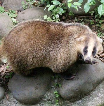 Японский барсук – самый маленький среди собратьев