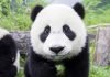 Китайские ученые разгадали язык панд