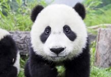 Китайские ученые разгадали язык панд