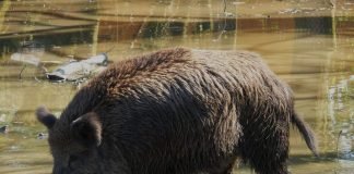 Особенности поведения дикого кабана