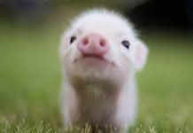 Как следует дрессировать мини-пигов?