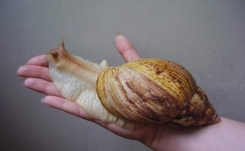 Ахатина. Содержание улитки в домашних условиях