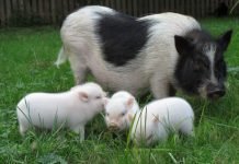 Какие у мини-пига недостатки?