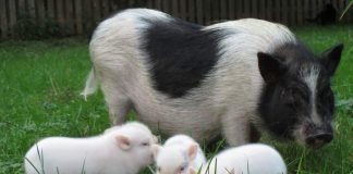 Какие у мини-пига недостатки?