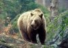 Кавказский медведь – редкий подвид