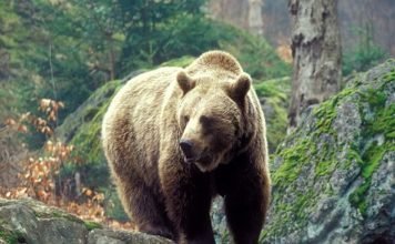 Кавказский медведь – редкий подвид