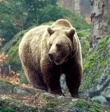 Кавказский медведь – редкий подвид
