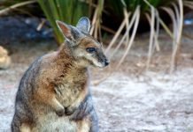 Кенгуру Дерби — имеют ли они отношение к спорту?