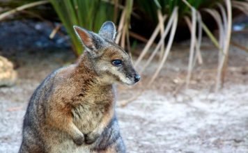 Кенгуру Дерби — имеют ли они отношение к спорту?