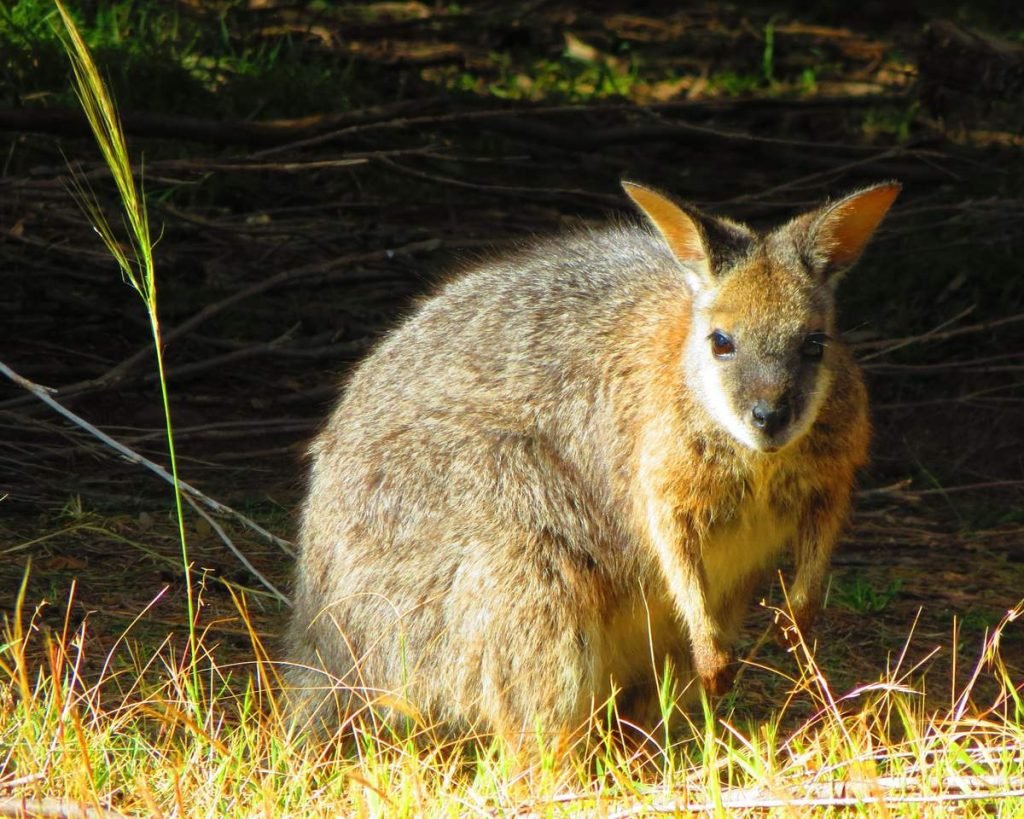 Кенгуру Евгении (Macropus eugenii).