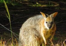 Кенгуру Евгении: ареал обитания и особенности жизни сумчатых