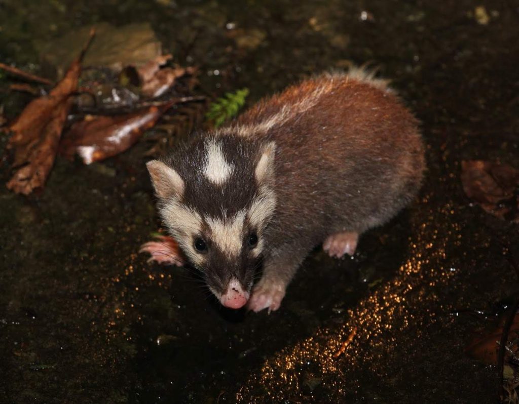 Китайский барсук (Melogale moschata).